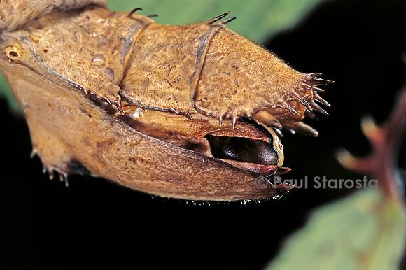 Extatosoma tiaratum (phasme) - œuf sur le point d'être expulsé