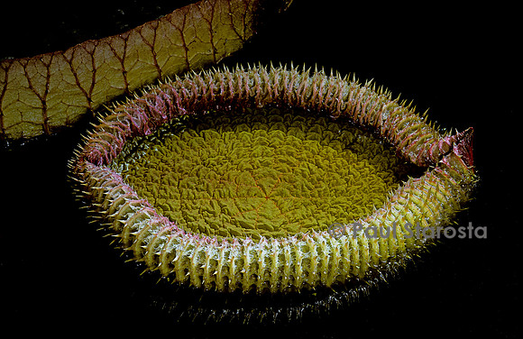 Victoria cruziana - feuille (2)