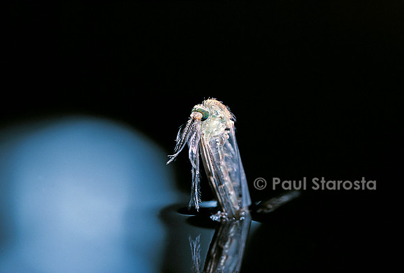 Culex pipiens (moustique) - éclosion (b5)