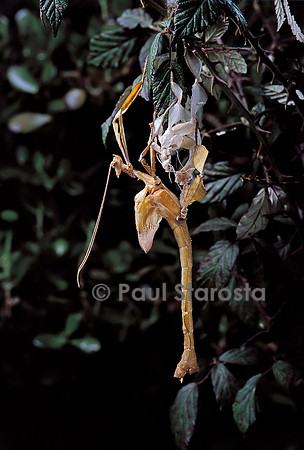 Extatosoma tiaratum (phasme) - mue imaginale