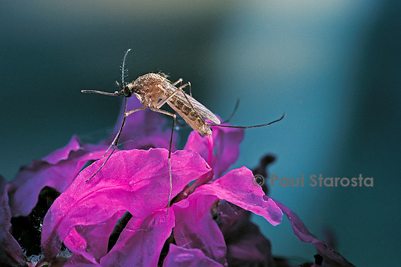 Culex pipiens (moustique) - sur une fleur