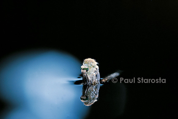 Culex pipiens (moustique) - éclosion (b3)