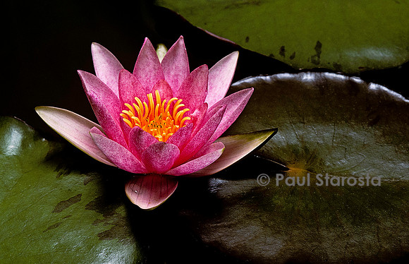 Nymphaea ‘Laydekeri Fulgens’