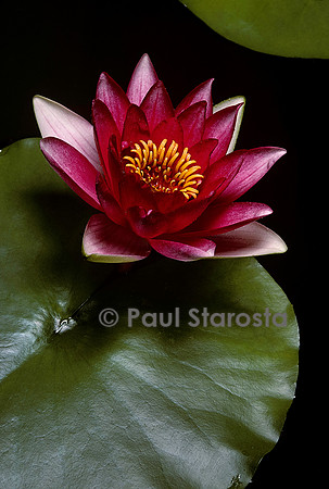 Nymphaea ‘Attraction’