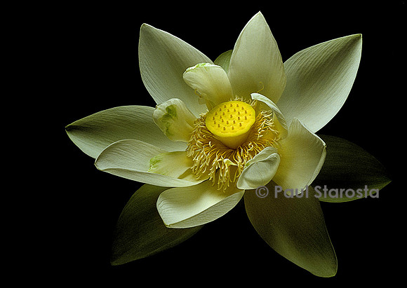 Nelumbo nucifera ‘Perry’s Giant Sunburst’