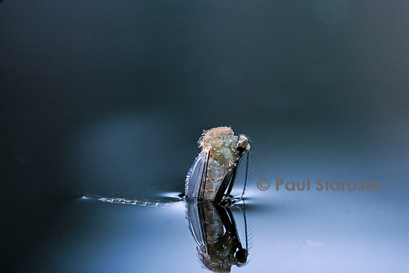 Culex pipiens (moustique) - éclosion (d4)