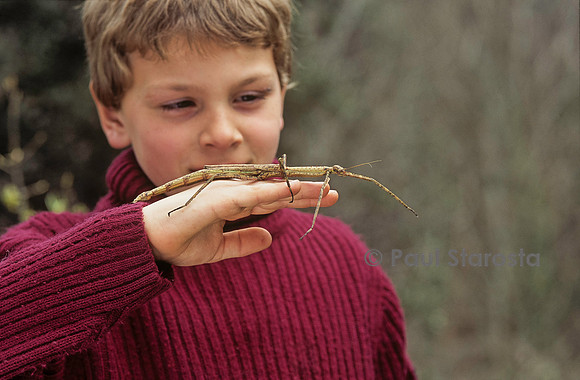 Ctenomorphodes briareus avec un enfant