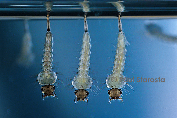 Culex pipiens (moustique) - larve