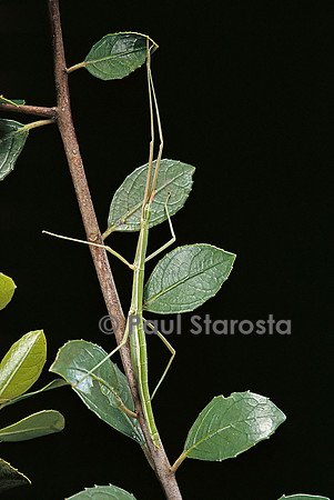 Leptynia hispanica (phasme espagnol)