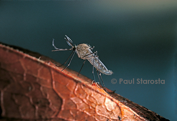 Culex pipiens (moustique) - sur une fleur