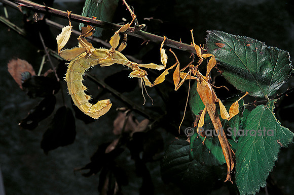 Extatosoma tiaratum (phasme) - couple