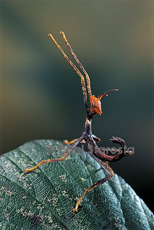 Extatosoma tiaratum (phasme) - très jeune larve