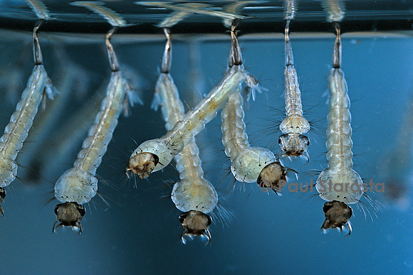 Culex pipiens (moustique) - larve