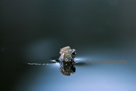 Culex pipiens (moustique) - éclosion (d3)