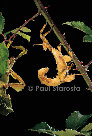 Extatosoma tiaratum (phasme à tiare)
