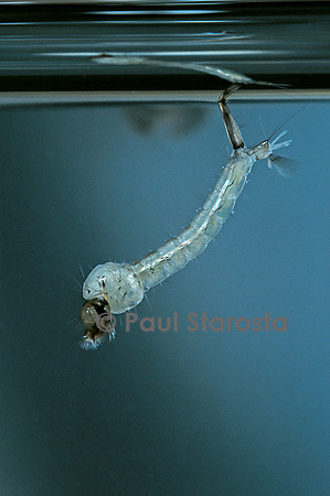 Culex pipiens (moustique) - éclosion de la nymphe
