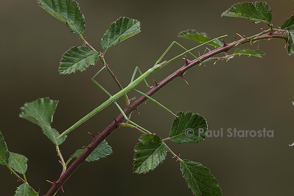 Clonopsis gallica (phasme gaulois)