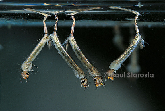 Culex pipiens (moustique) - larve