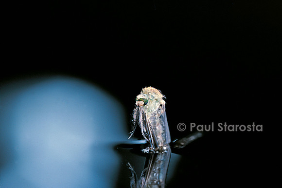 Culex pipiens (moustique) - éclosion (b4)