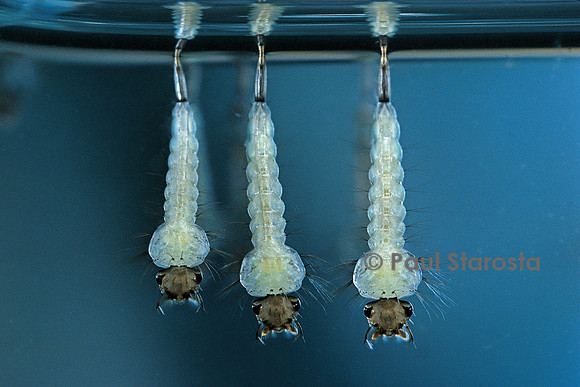 Culex pipiens (moustique) - larve
