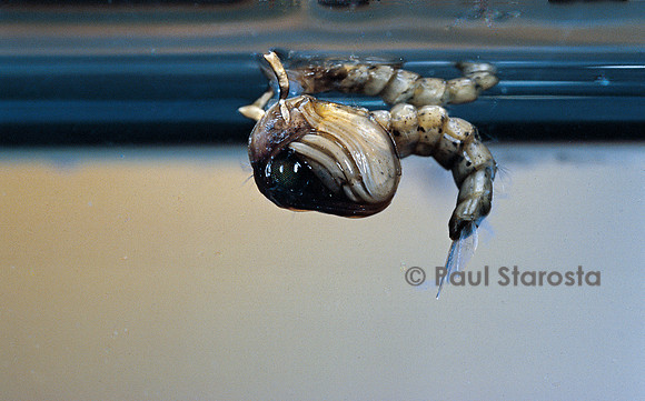 Culex pipiens (moustique) - éclosion vue de sous l'eau