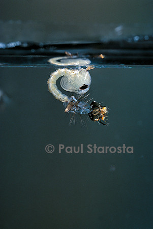Culex pipiens (moustique) - éclosion de la nymphe