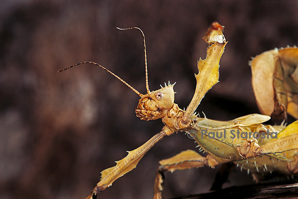 Extatosoma tiaratum (phasme) - portrait