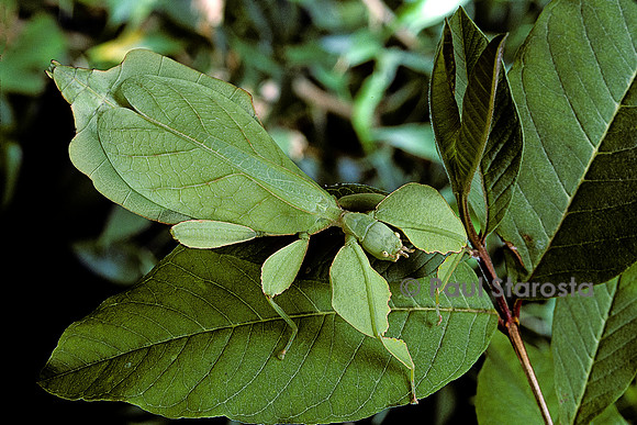 Phyllium giganteum (phyllie, phasme feuille)