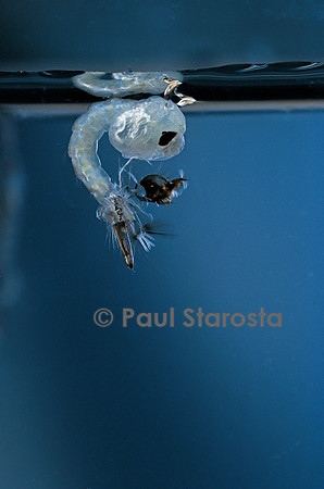 Culex pipiens (moustique) - éclosion de la nymphe