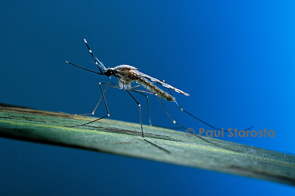 Anopheles hyrcanus (anophèle)
