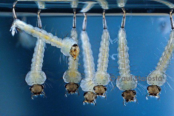 Culex pipiens (moustique) - larve