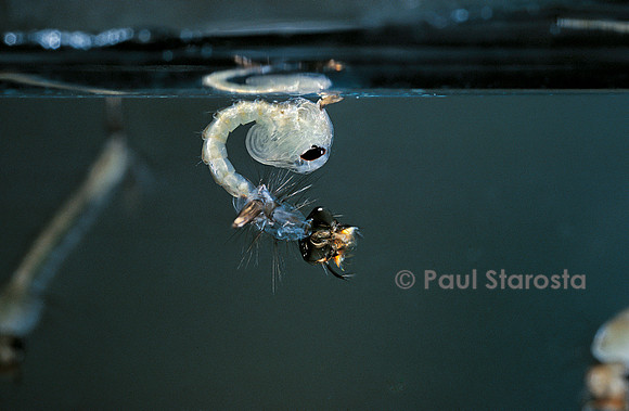 Culex pipiens (moustique) - éclosion de la nymphe