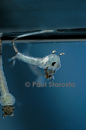 Culex pipiens (moustique) - éclosion de la nymphe