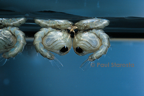 Culex pipiens (moustique) - nymphes