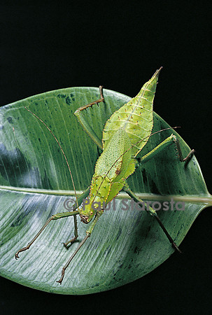 Heteropteryx dilatata (phasme) - larve