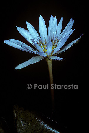 Nymphaea ‘Electra’