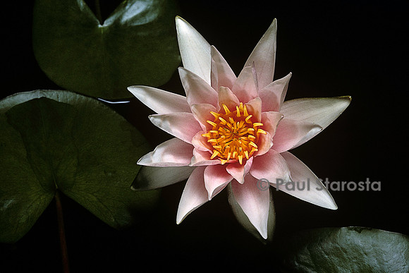 Nymphaea ‘Amabilis’