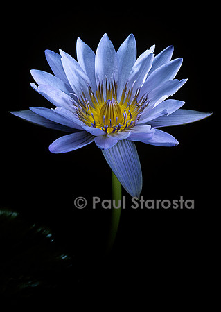Nymphaea ‘Bob Trickett’
