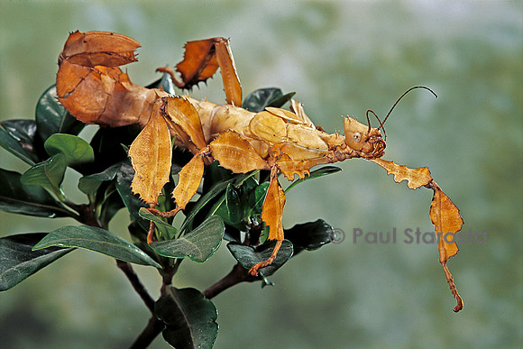 Extatosoma tiaratum (phasme)