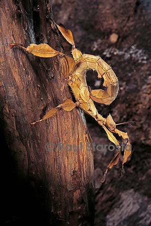 Extatosoma tiaratum (phasme) - larve