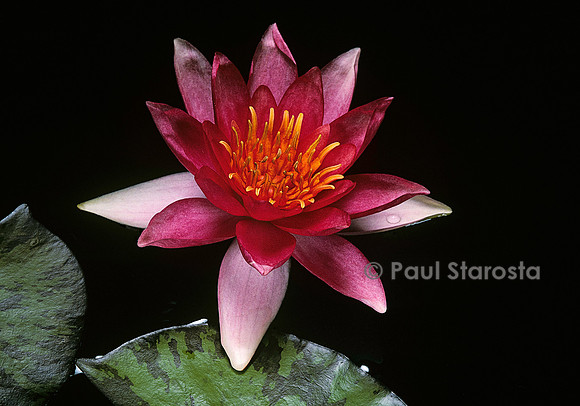 Nymphaea ‘Lucida’