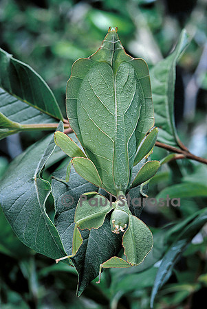 Phyllium giganteum (phyllie, phasme feuille)