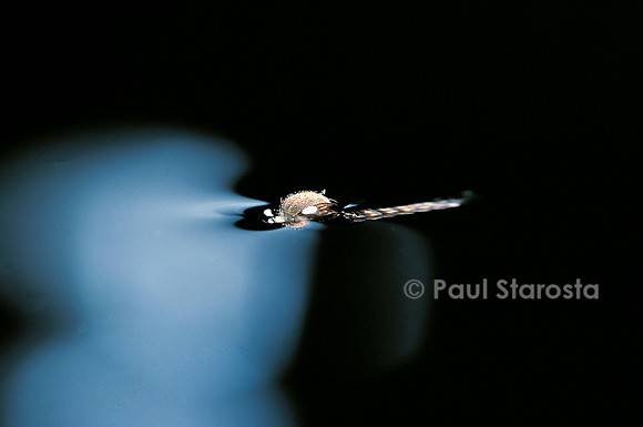 Culex pipiens (moustique) - éclosion (b1)