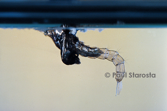 Culex pipiens (moustique) - éclosion vue de sous l'eau