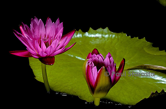 Nymphaea ‘Jack Wood’