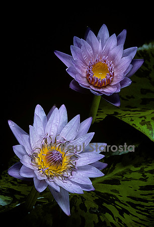 Nymphaea ‘Bagdad’