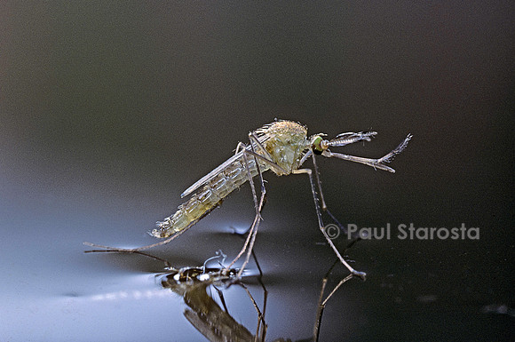 Culex pipiens (moustique) - éclosion 2 (7)