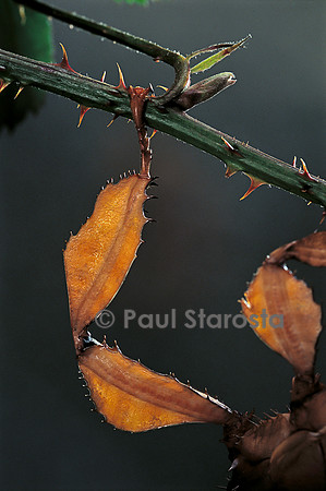 Extatosoma tiaratum (phasme) - patte
