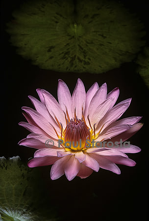 Nymphaea ‘Pink Platter’