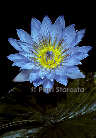 Nymphaea ‘Pamela’